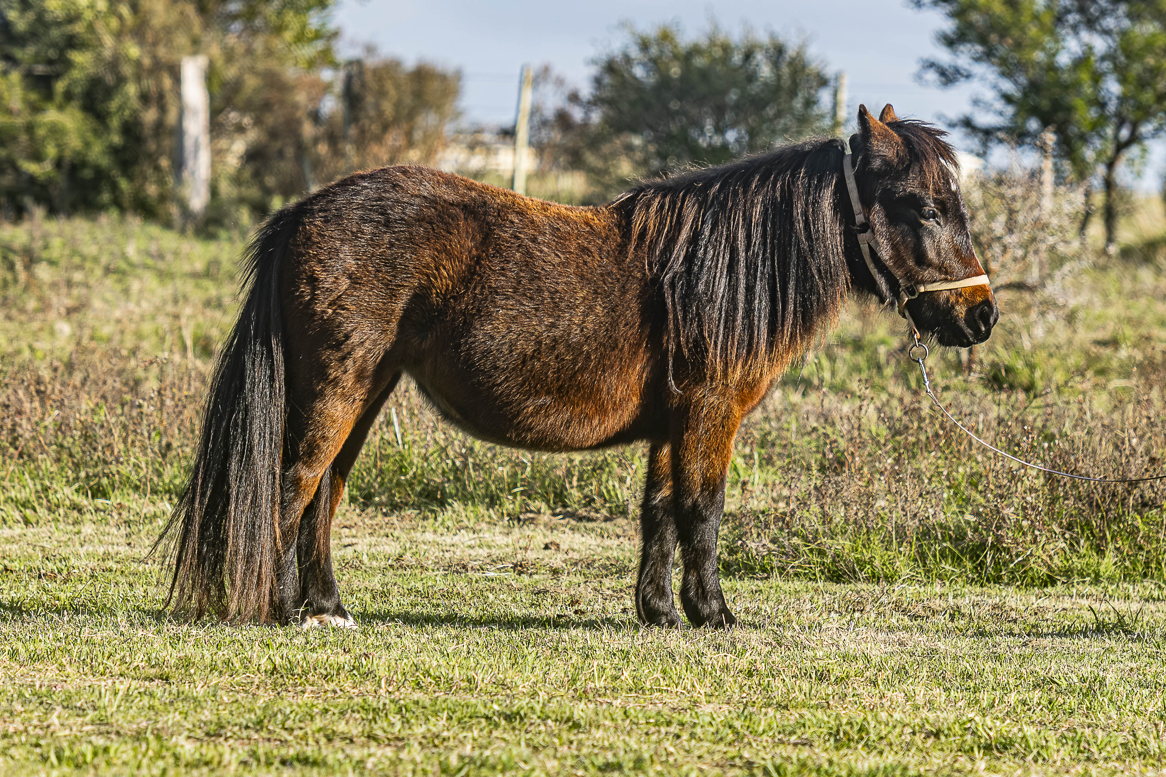 Potrillo Gen 2024 SHR Bella - Cabaña SHR Poni Shetland Uruguay